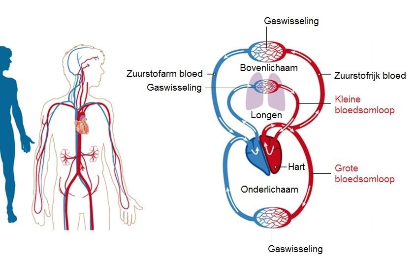 Door Welke Slagader Stroomt Zuurstofrijk Bloed Naar De Lever