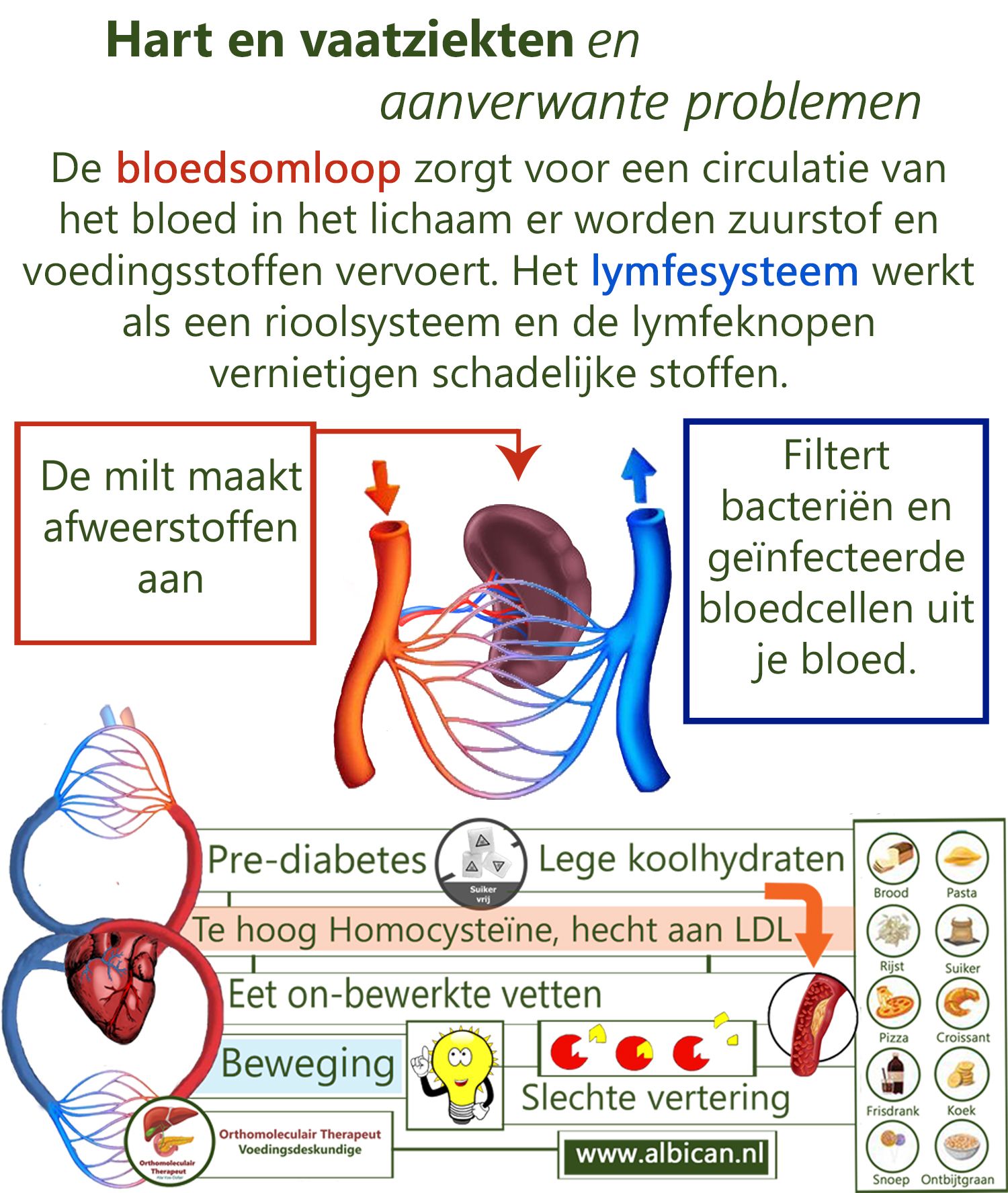 De bloedsomloop zorgt voor een circulatie van het bloed in het lichaam - Teveel Witte Bloedlichaampjes In Het Bloed