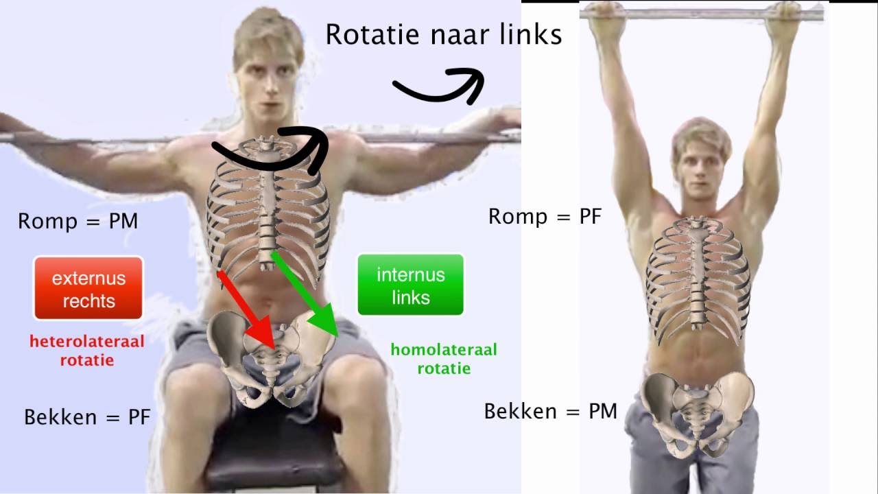 Welke Organen Zitten Rechts Onder In De Buik