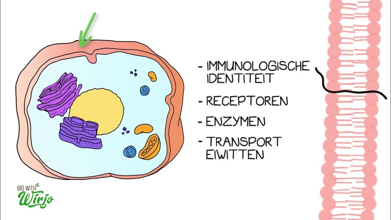 De cel | celmembraan en organellen - YouTube - Waarmee Hangt De Vorm Van Een Cel Samen
