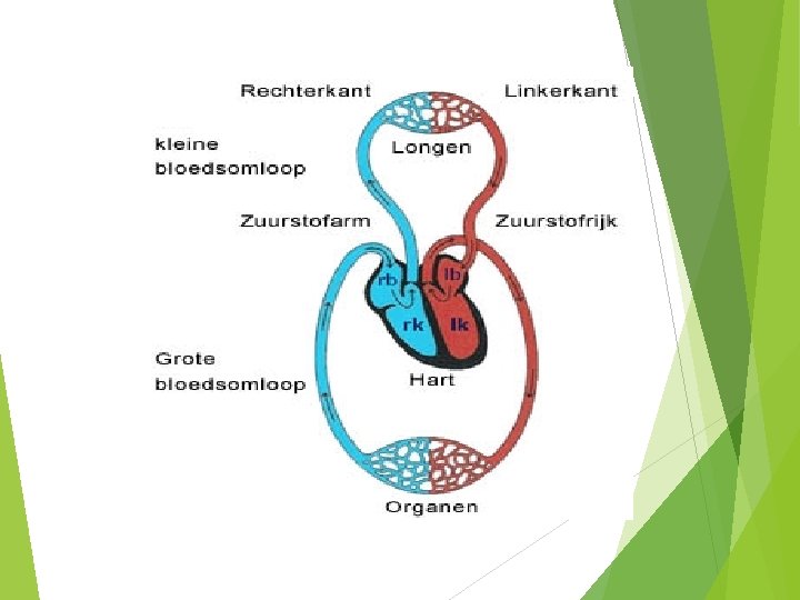 De circulatie Grote en kleine bloedsomloop Hart en - Grote Bloedsomloop En Kleine Bloedsomloop