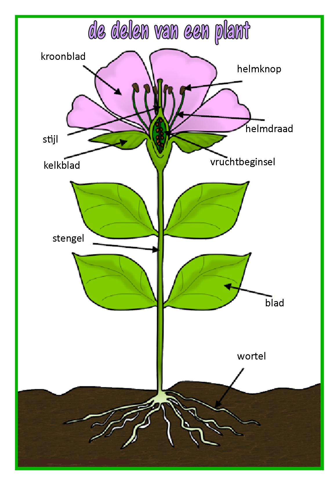 de delen van een plant - vertaald Preschool Science, Science For Kids - Welke Kleur Heeft Een Bloeiende Forsythia