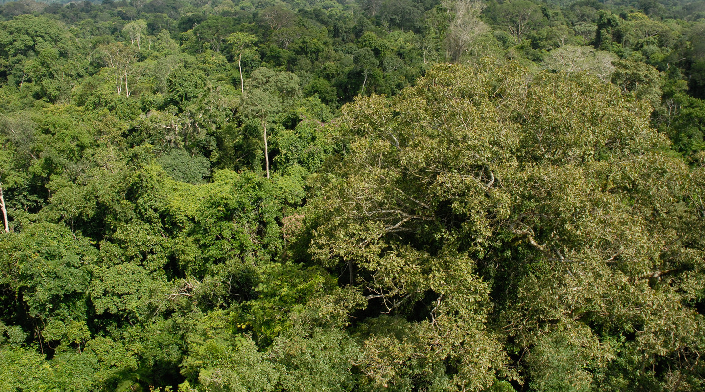 Hoe Wordt Het Groene Dak Van Het Regenwoud Genoemd