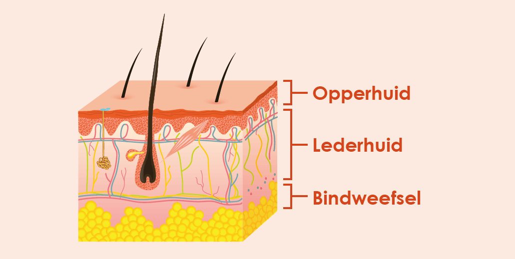 De functies van huidlagen | Van Heek Medical - Hoeveel Lagen Huid Heb Je
