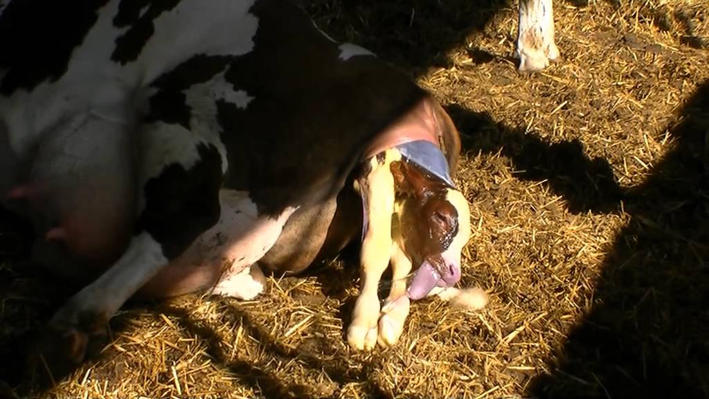 De geboorte van een kalfje bij Hurk Melkvee - YouTube - Hormonen 3 Maanden Na Bevalling