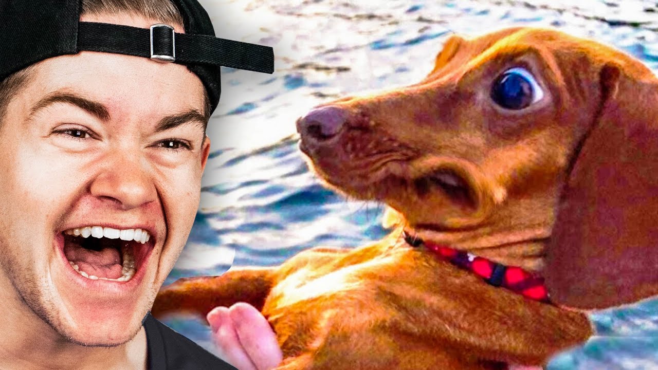 De Grappigste Dierenfilmpjes Van 2023! - YouTube - Filmpjes Voor In De Klas