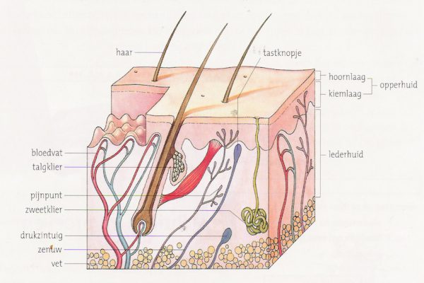 De huid: uitleg over de anatomie en functies - Huidtotaal - Hoeveel Lagen Huid Heb Je