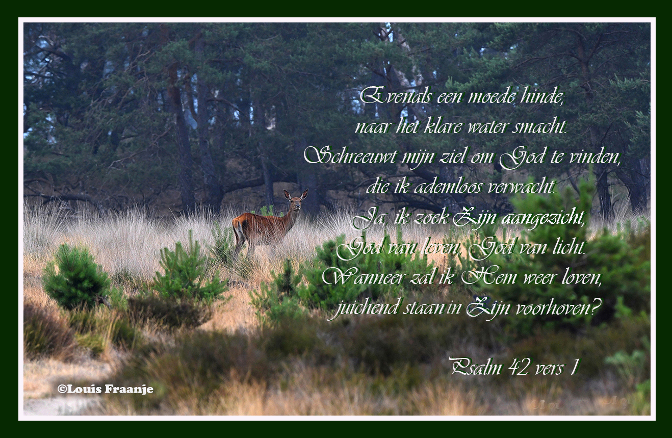 De indrukwekkende rol van een edelhert in Psalm 42 - De Veluwenaar - Evenals Een Moede Hinde