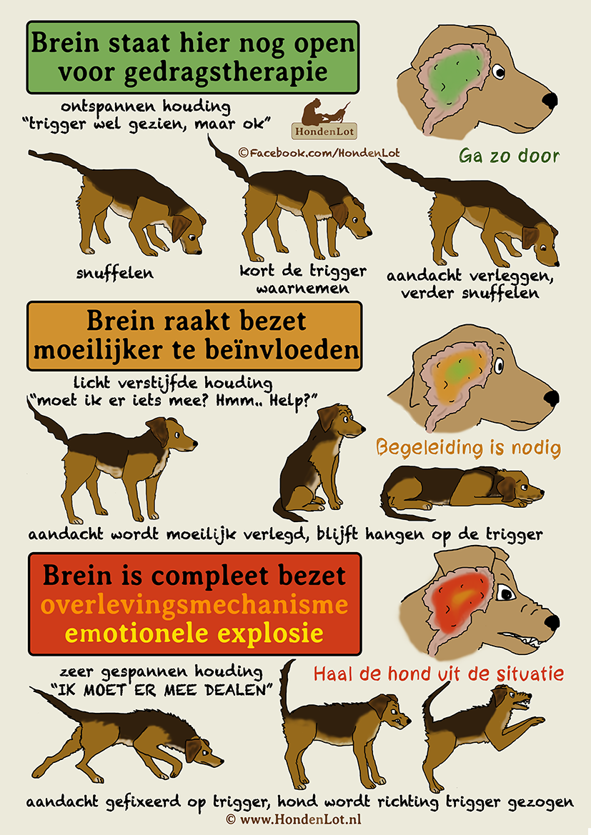 De invloed van een hondenriem op gedrag – Artofit - Negatief Gedrag Ombuigen Positief Gedrag