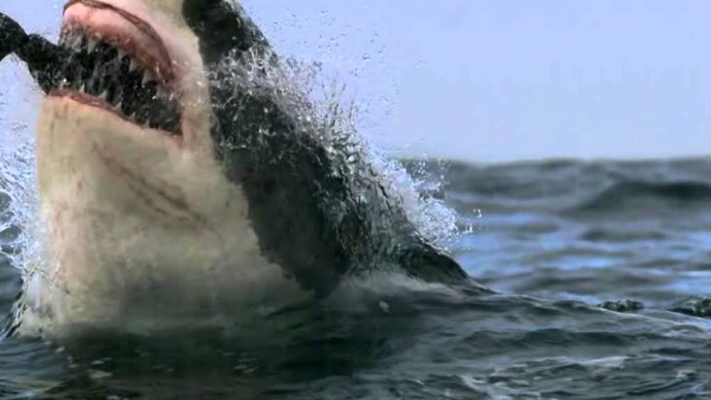 De jacht van een witte haai - YouTube - Hoeveel Vis Eet Een Zeehond Per Dag