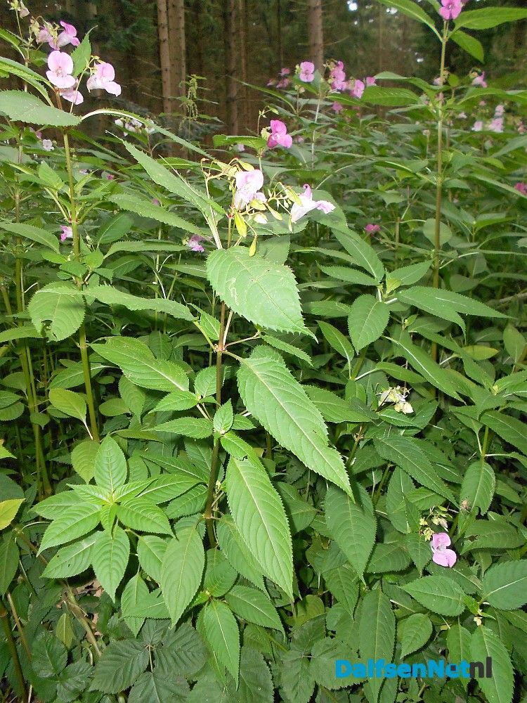 De kijkersvraag luidde: wat is dit voor plant | DalfsenNet - Wat Is Dit Voor Plant