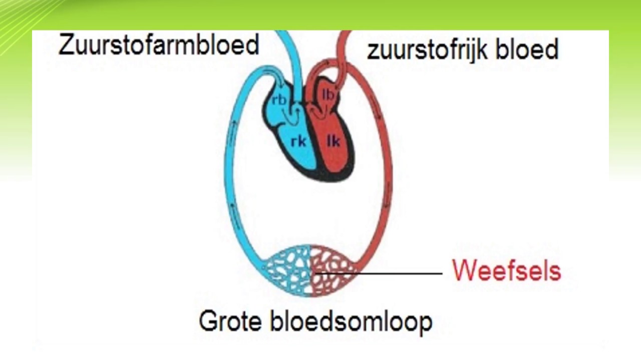 de kleine en grote bloedsomloop - YouTube - Welke Functies Heeft De Grote Bloedsomloop