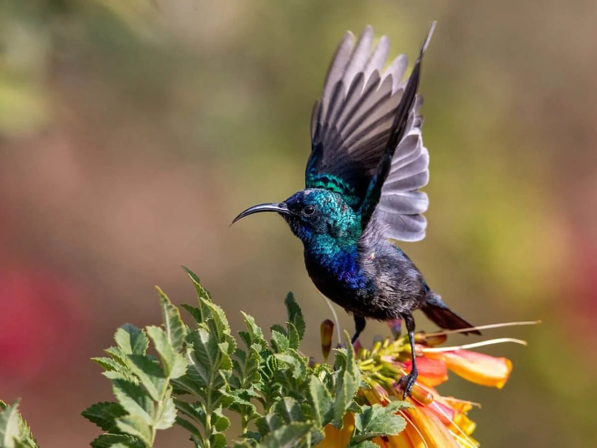 Wat Is De Kleinste Vogel Ter Wereld