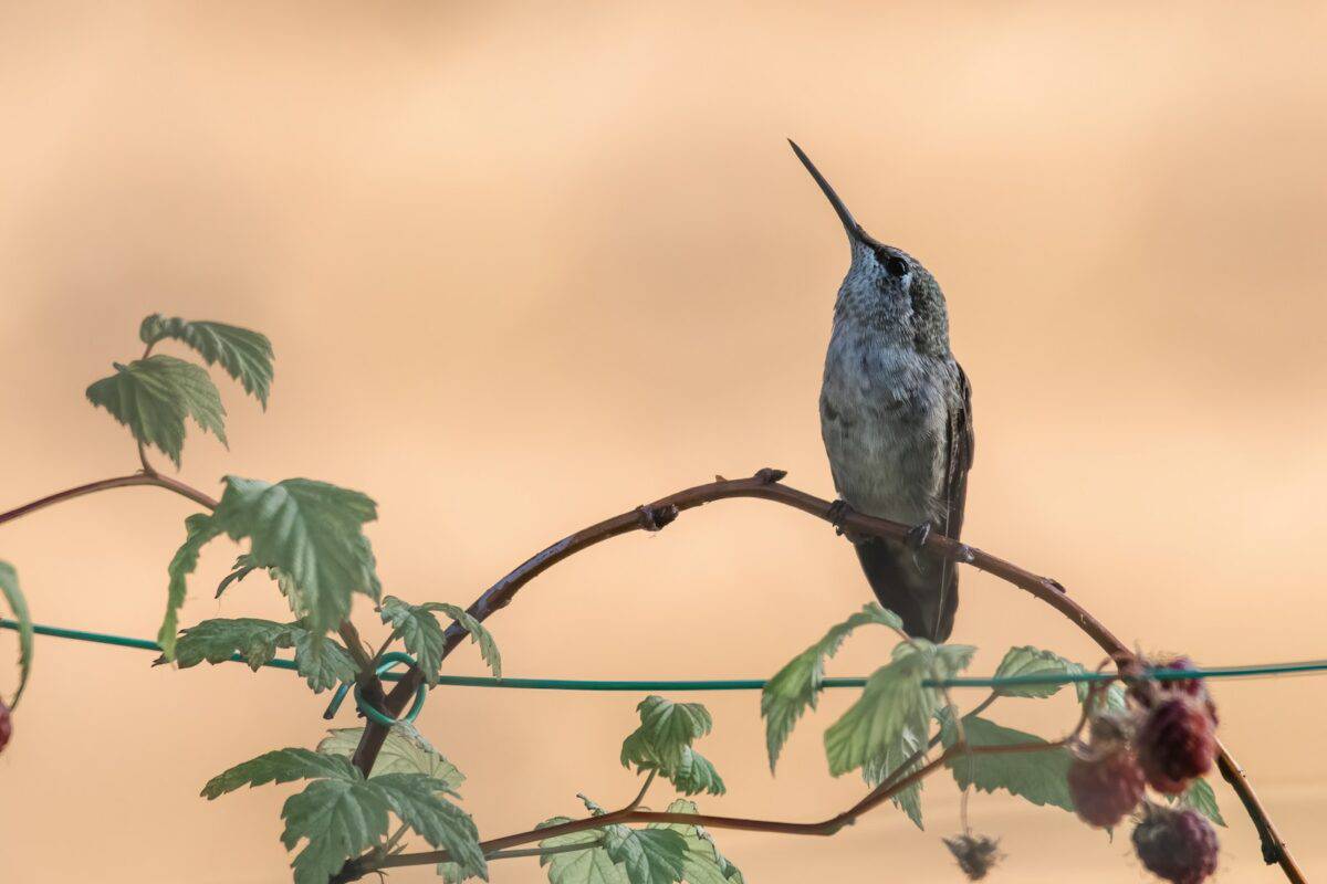 De kleinste vogel ter wereld is zo klein dat hij in een theelepel past - Wat Is De Kleinste Vogel Ter Wereld