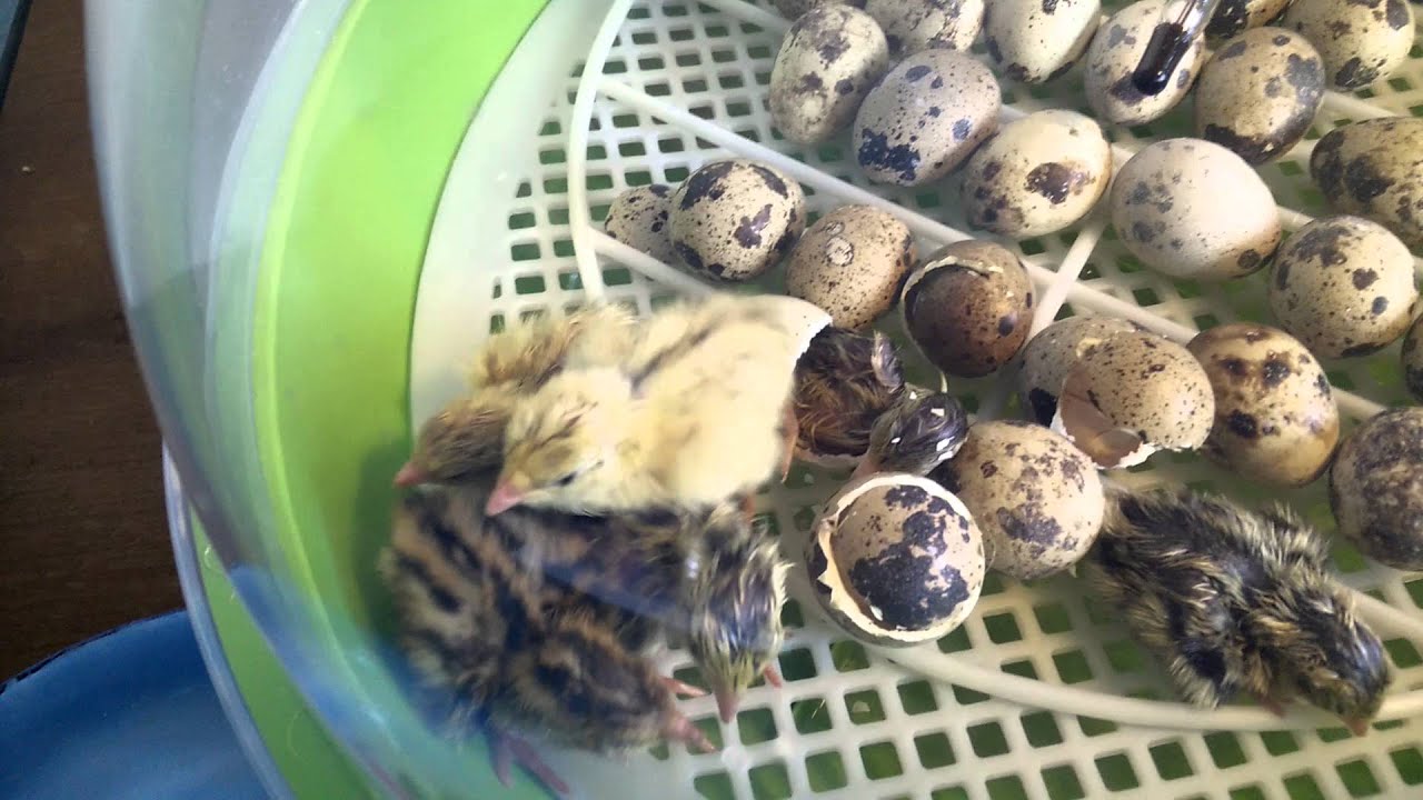 De kwartels komen uit hun ei - YouTube - Hoe Oud Wordt Een Kwartel