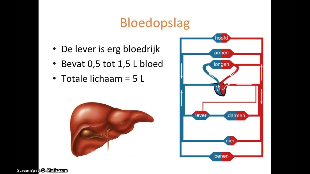 De lever - deel 2: functie 1 t/m 4 - YouTube - Hoeveel Levers Heeft Een Mens