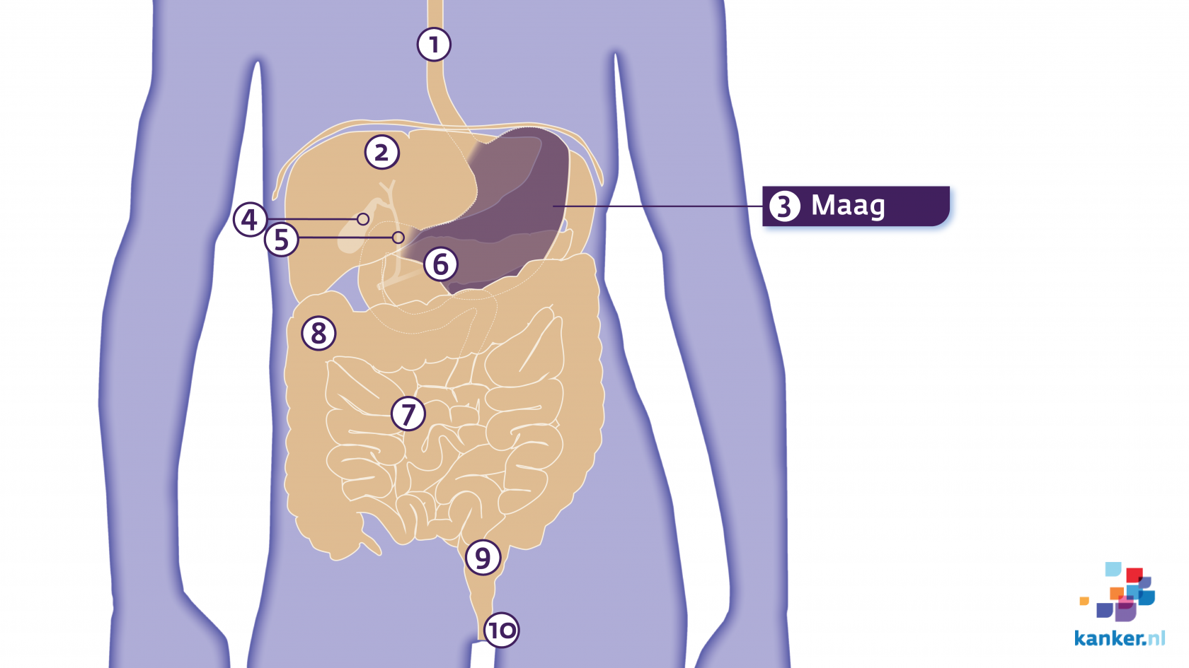 De maag | Kanker.nl - Hoe Groot Is Een Maag