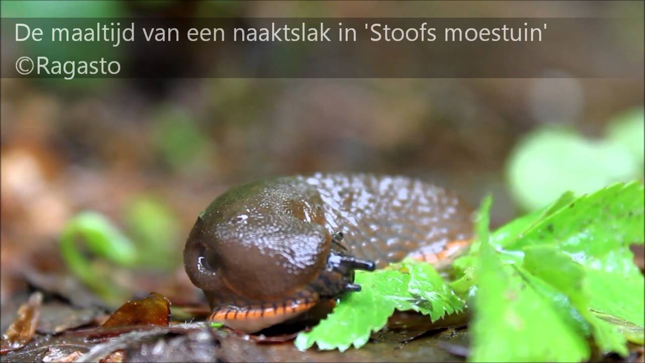 De maaltijd van een naaktslak - YouTube - Waarom Heeft Een Naaktslak Geen Huisje