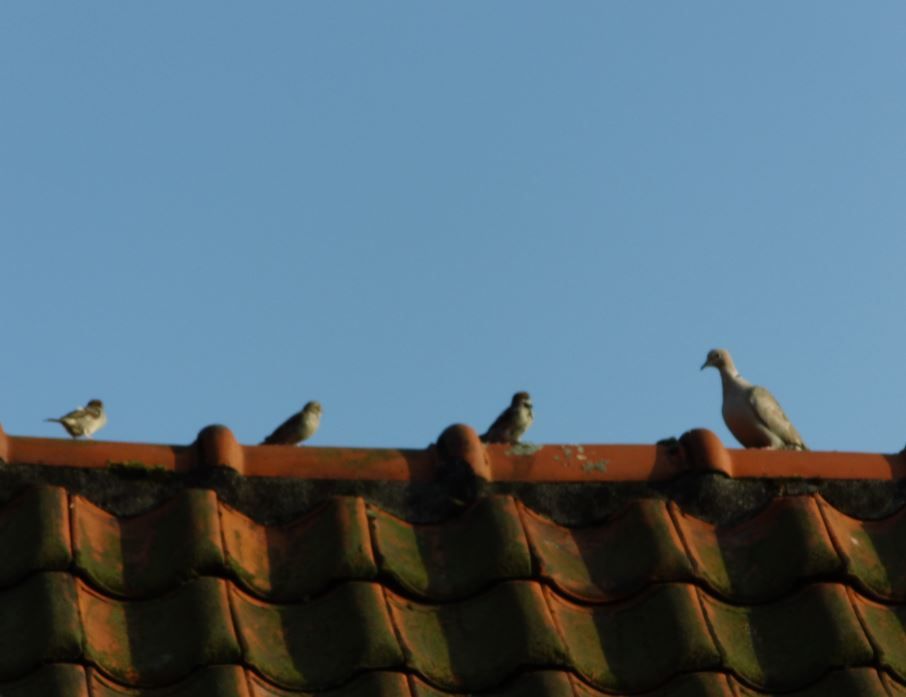 Vogels Vallen Dood Uit De Lucht