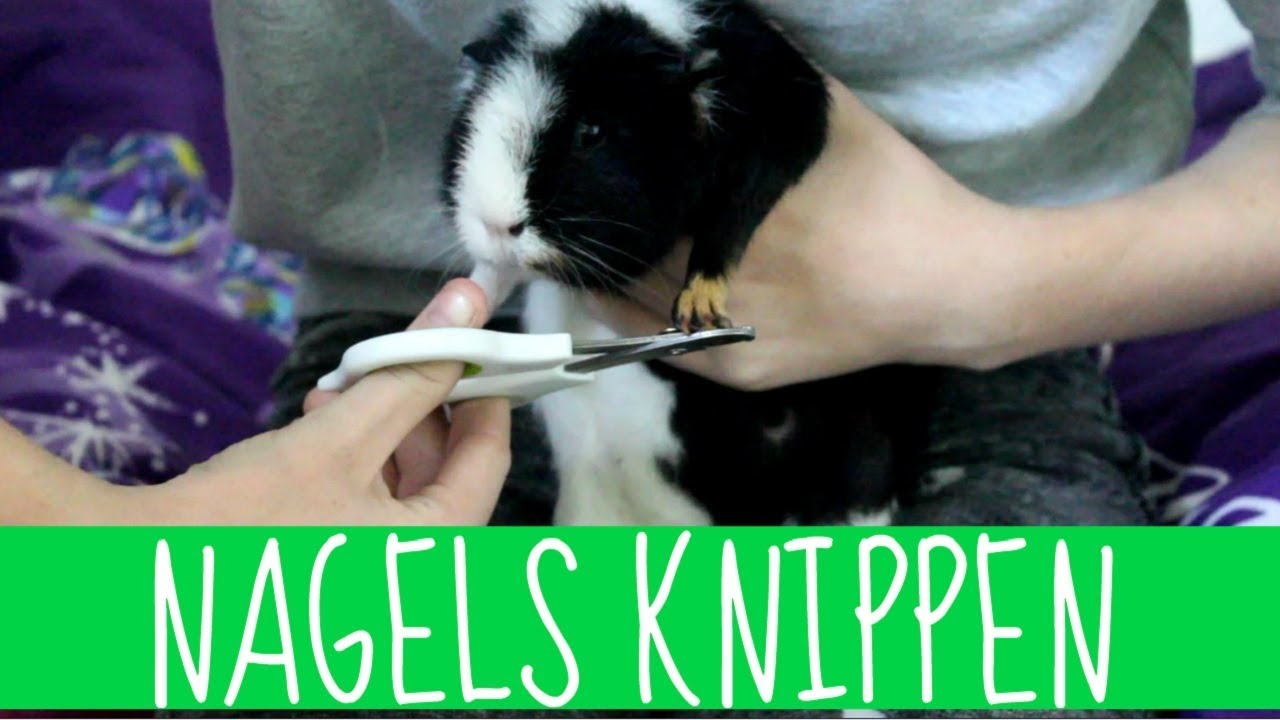 DE NAGELS VAN JE CAVIA KNIPPEN || HOW TO - YouTube - Wanneer Zijn Nagels Hond Te Lang