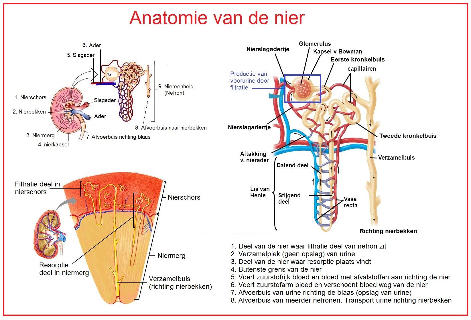 De nieren | Het menselijk lichaam, Menselijk lichaam, Anatomie - Waar Zitten De Nieren Bij Een Mens