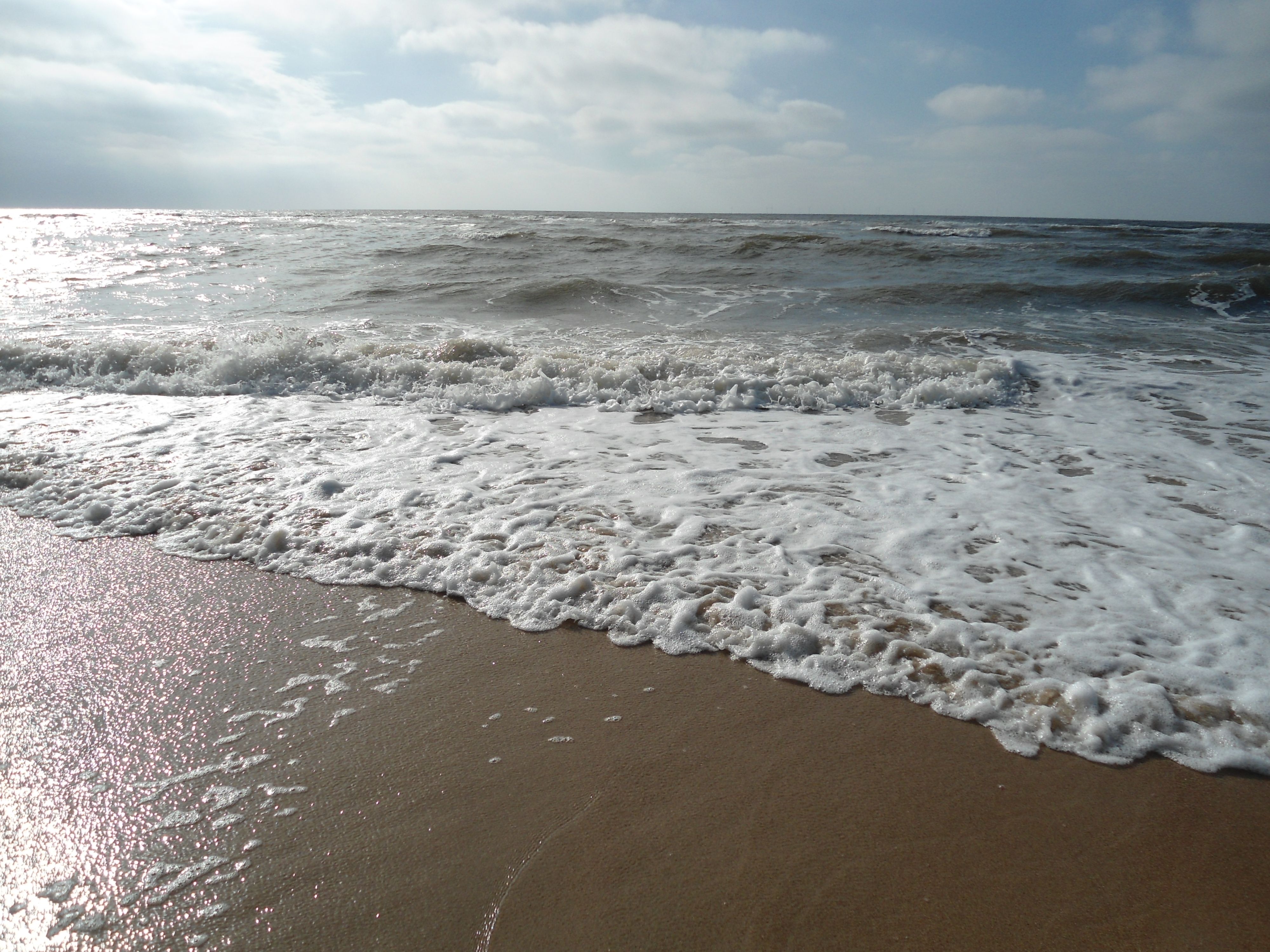 Wat Zwemt Er In De Noordzee