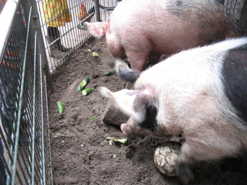 De Pijp petting zoo - Kinderboerderij De Pijp Lizzy Ansinghstraat Amsterdam