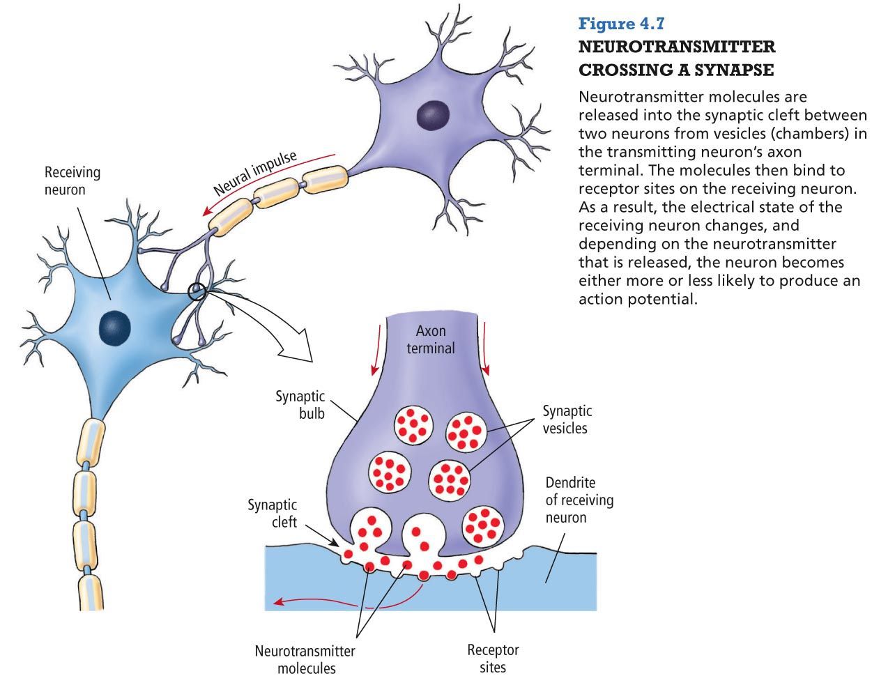 De rijping van de hersenen | Neurons, Intro to psychology, Medical - Grijze En Witte Stof Hersenen