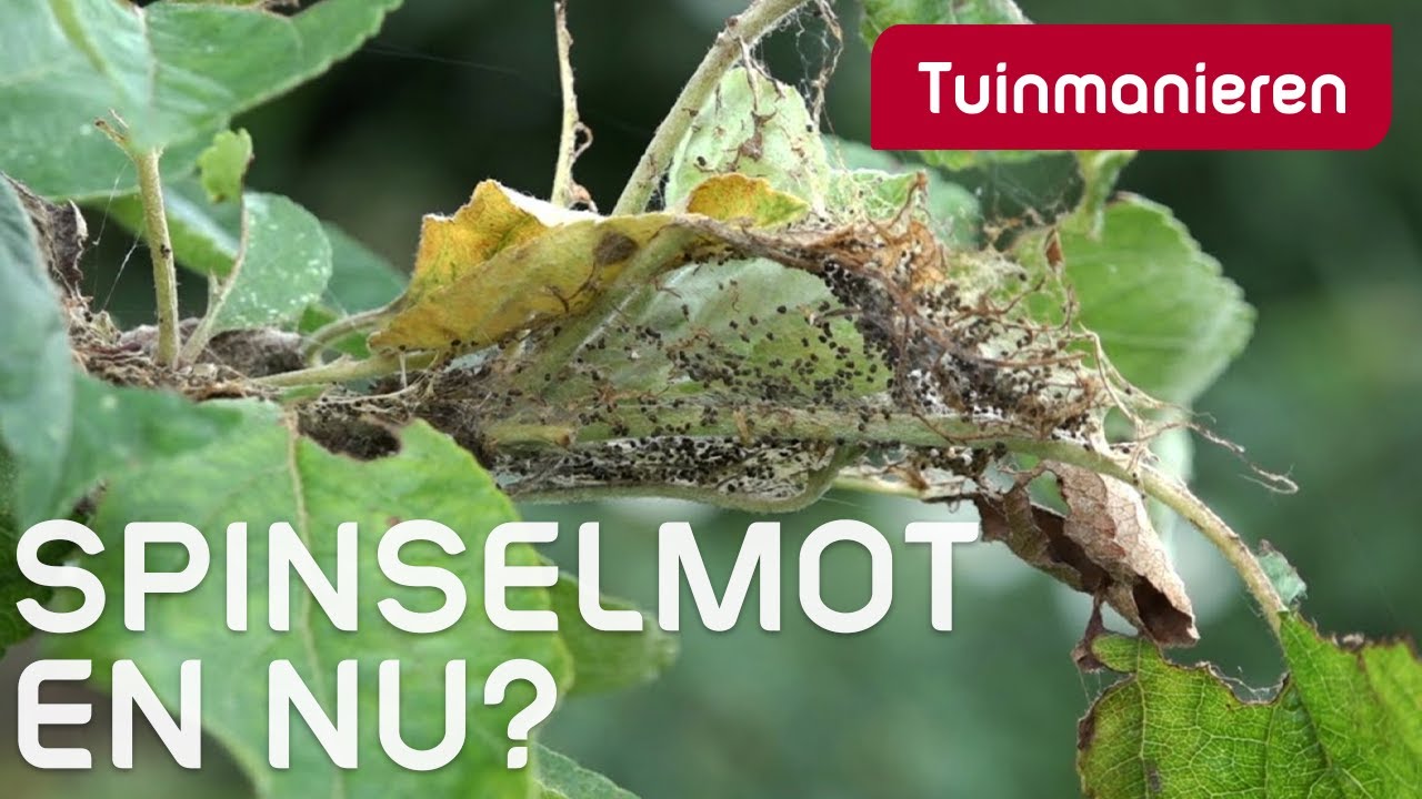 De Spinselmot, de larven van de rups maken webachtige, gesponnen - Wat Te Doen Tegen Galbulten