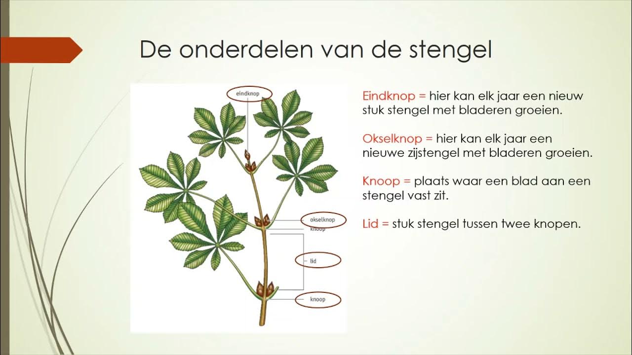De stengel van een plant - YouTube - Het Blad Zit Aan De Stengel Vast Met De