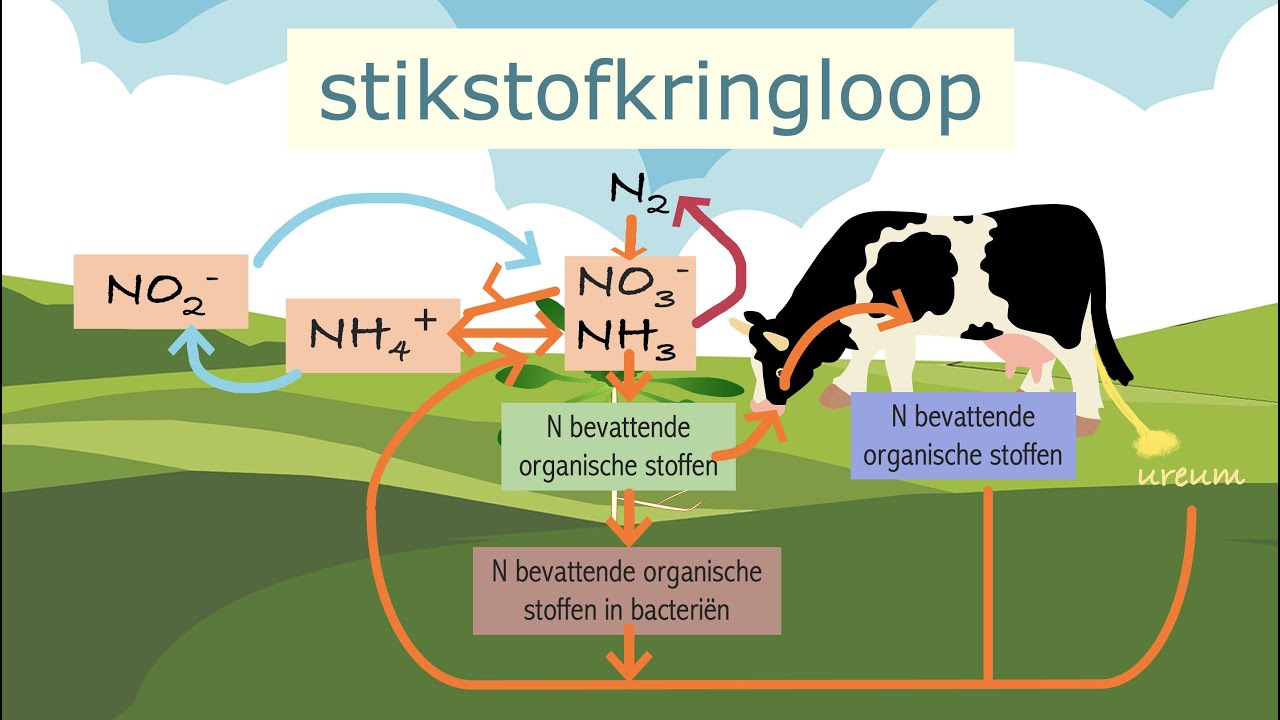 De stikstofkringloop - YouTube - Hoeveel Bindingen Kan N Aangaan