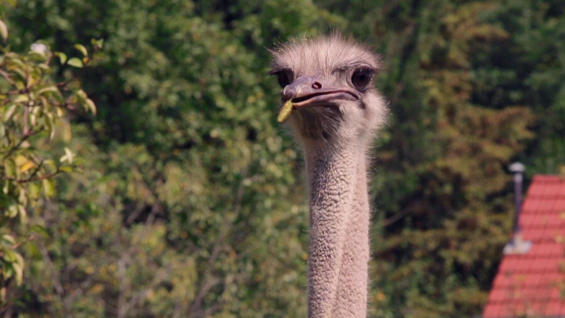 Deze Vogel Is De Kleinste Van Alle Kraaien