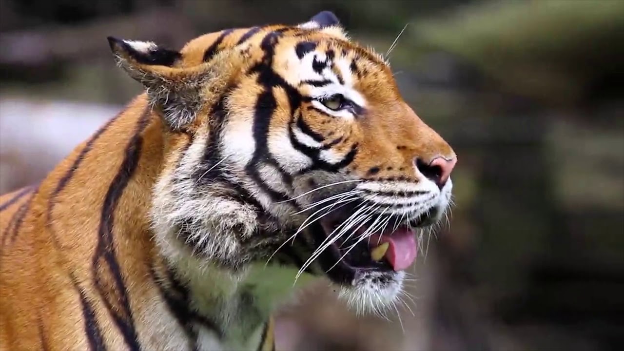 De tijger - Lespakket van WWF over de tijger - YouTube - Hoeveel Tijgers Leven Er Nog In Het Wild