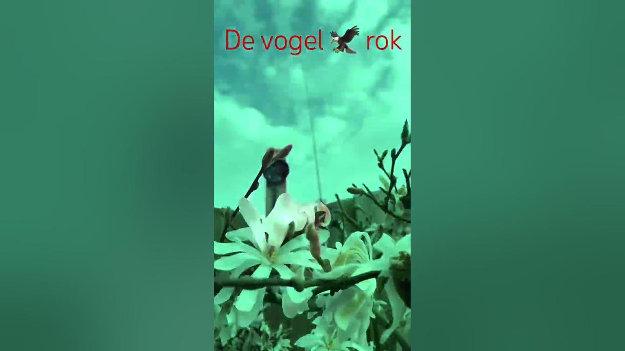 Gaat De Vogelrok Over De Kop