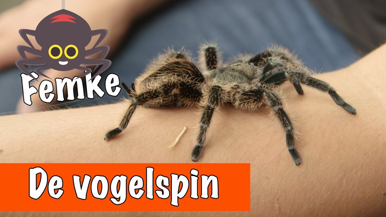 De vogelspin (krulhaar)🕷 | DierenpraatTV - YouTube - Hoe Lang Kan Een Spin Zonder Eten