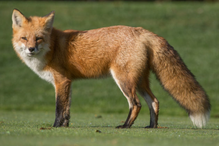 De vos - Onze Natuur - Hoe Ziet Een Vos Eruit