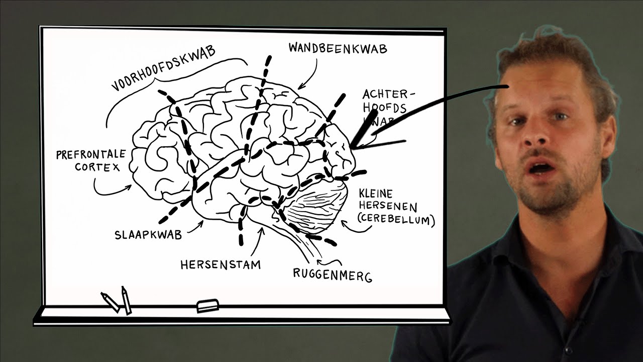 Wat Doet Neuropathie Met Je Hersenen
