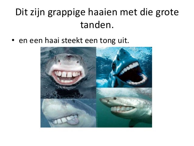 Hoeveel Tanden Heeft Een Witte Haai