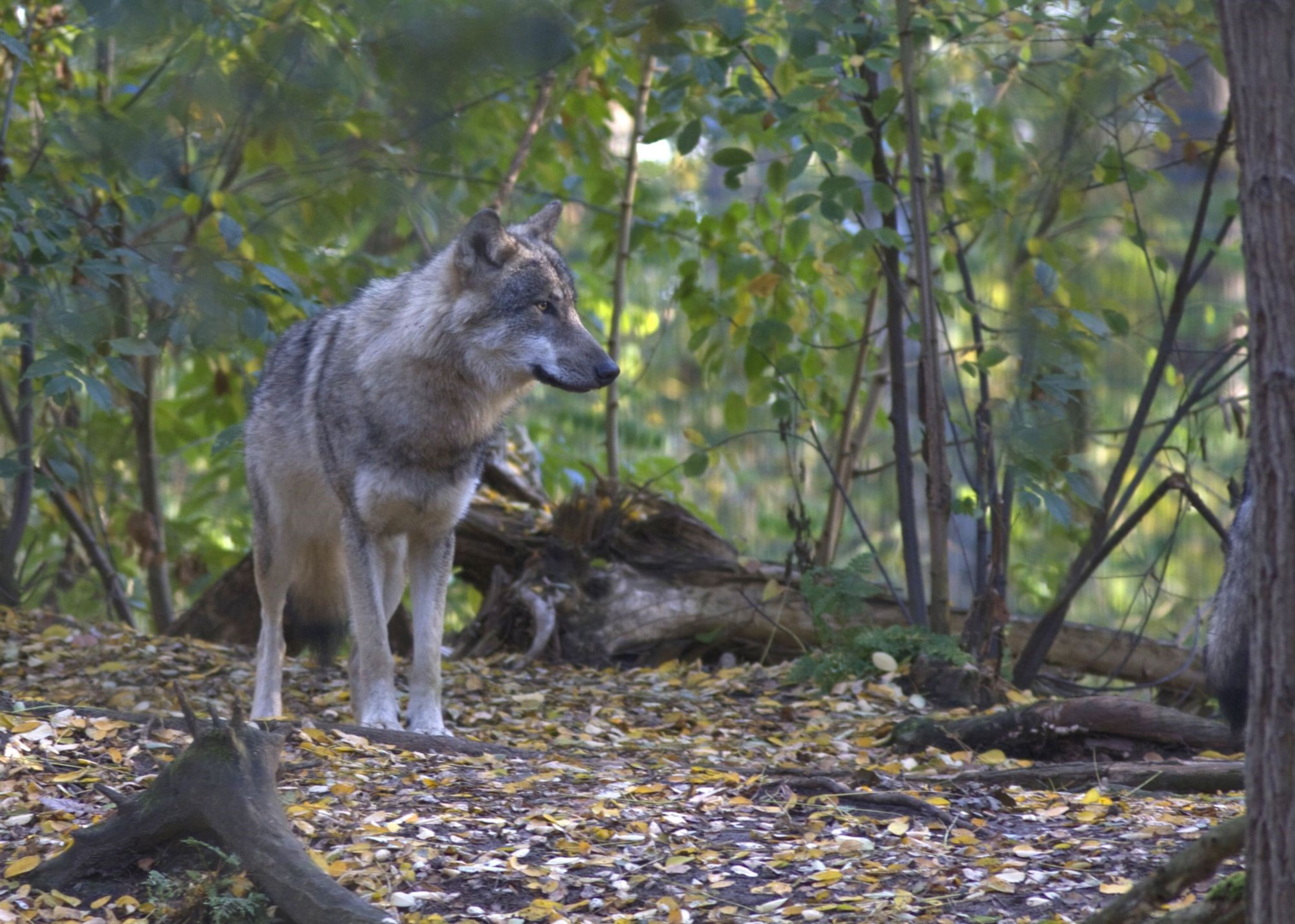 De wolf hoort thuis in Nederland. Waar of niet waar? | Natuurmonumenten - Geschiedenis Van De Wolf In Nederland