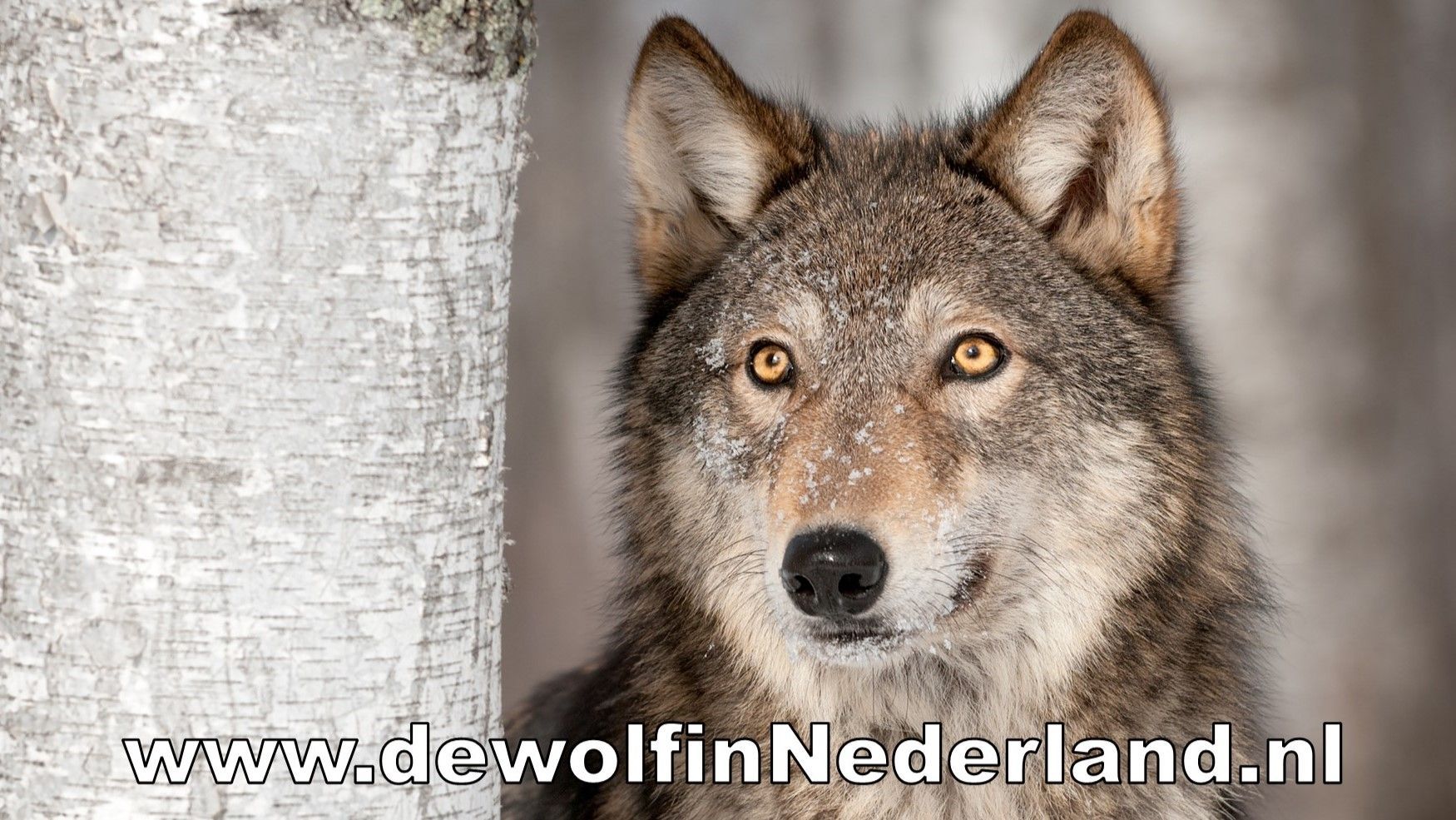 De Wolf In Nederland - Waar Zit De Wolf In Nederland