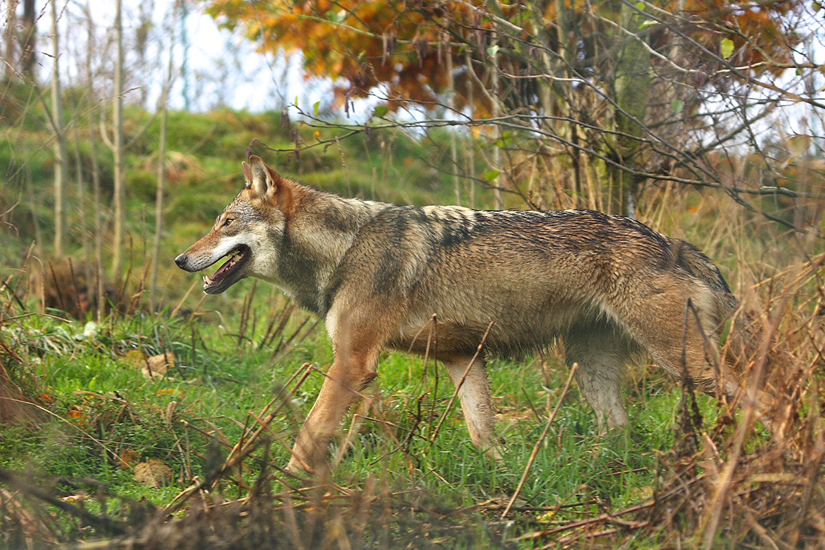 De wolf terug in Nederland: wat nu?.. - Omroep Lingewaard - Waarom Is De Wolf Terug In Nederland