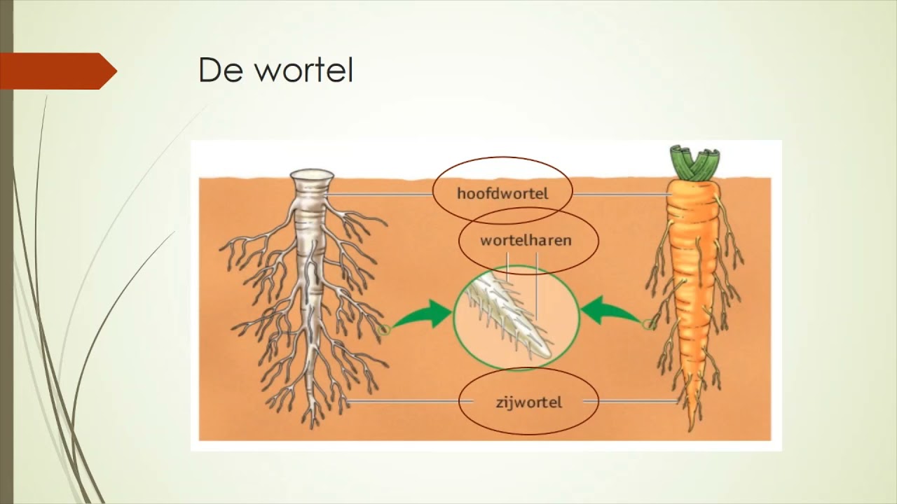Wat Is De Wortel Van