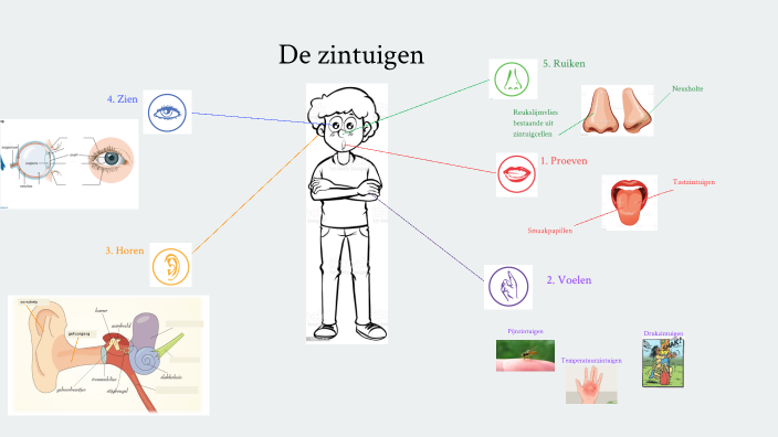 De zintuigen by Marie Decock on Prezi - Hoeveel Verschillende Zintuigen Liggen Er In Je Hoofd