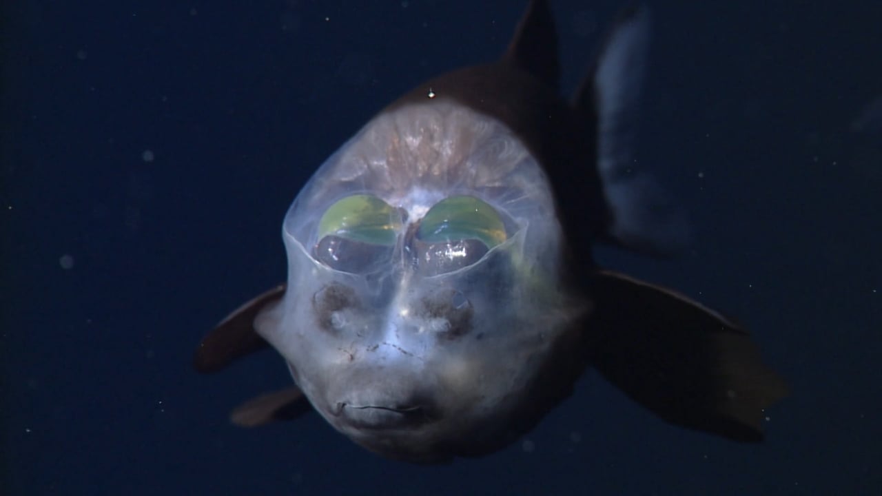 Deep Ocean - TheTVDB.com - Wat Is De Diepste Zee