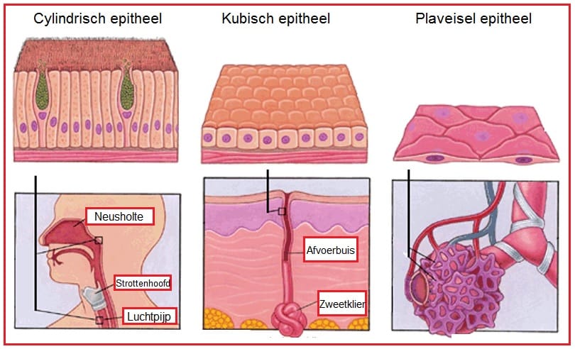 Dekweefsel | Biologielessen.nl - Zeer Fijn Weefsel Van Vlas Of Katoen