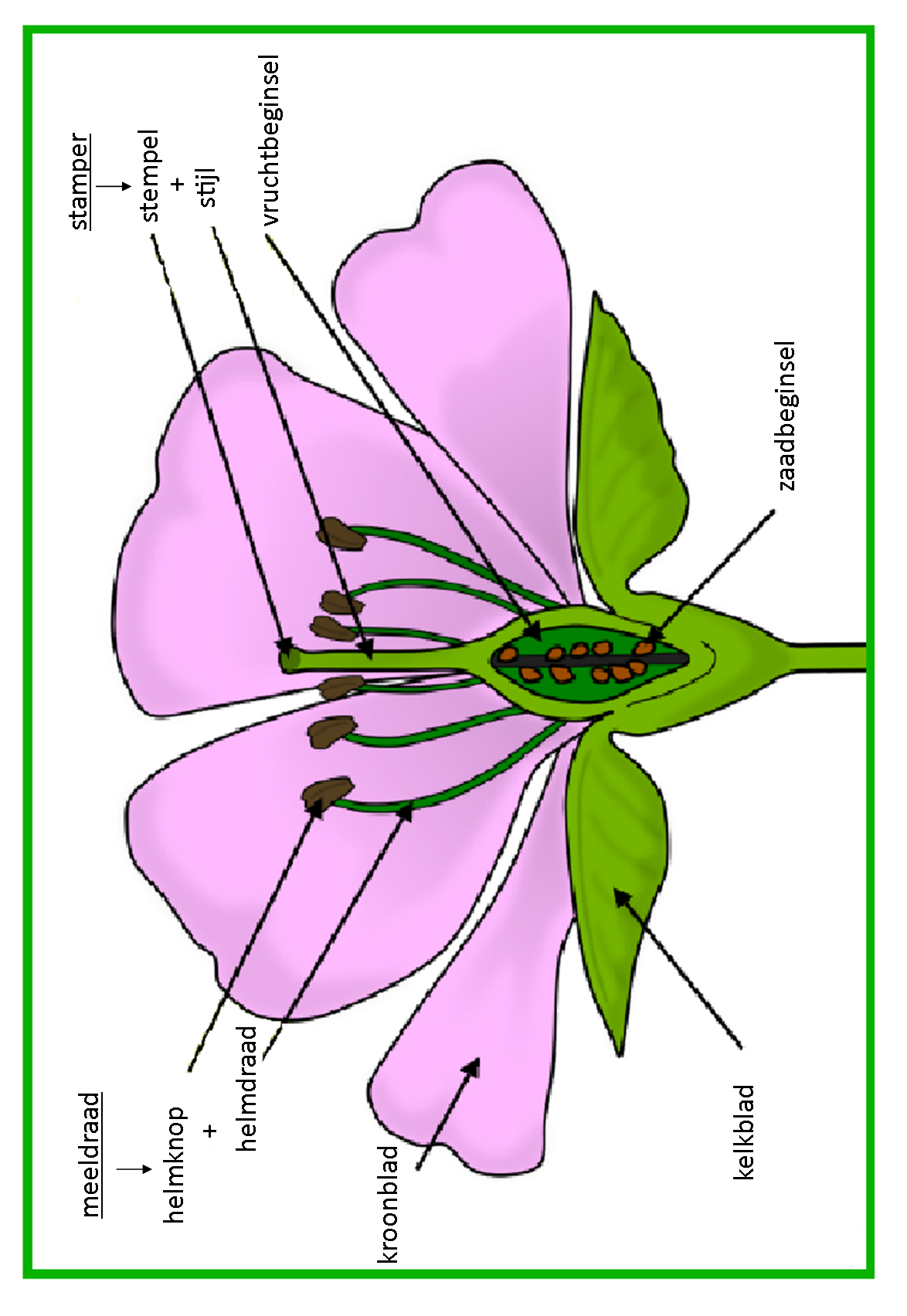 delen van een bloem - vertaald | Parts of a flower, Parts of a plant - Delen Van De Bloem Werkblad