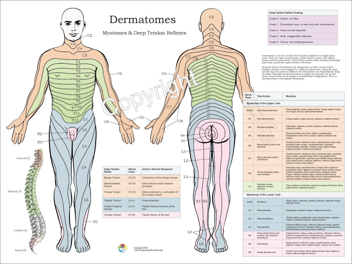 Dermatomes, Myotomes and DTR Nervous System Poster 18 X 24 Chiropractic - Geen Reflexen In De Benen