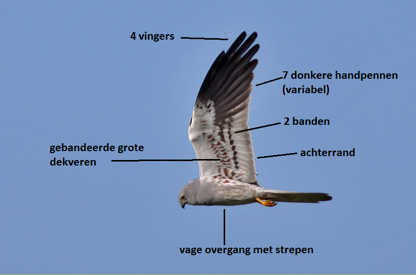 Determinatie, leeftijds- en geslachtsbepaling bij de Blauwe Kiekendief - Verschil Blauwe En Grauwe Kiekendief