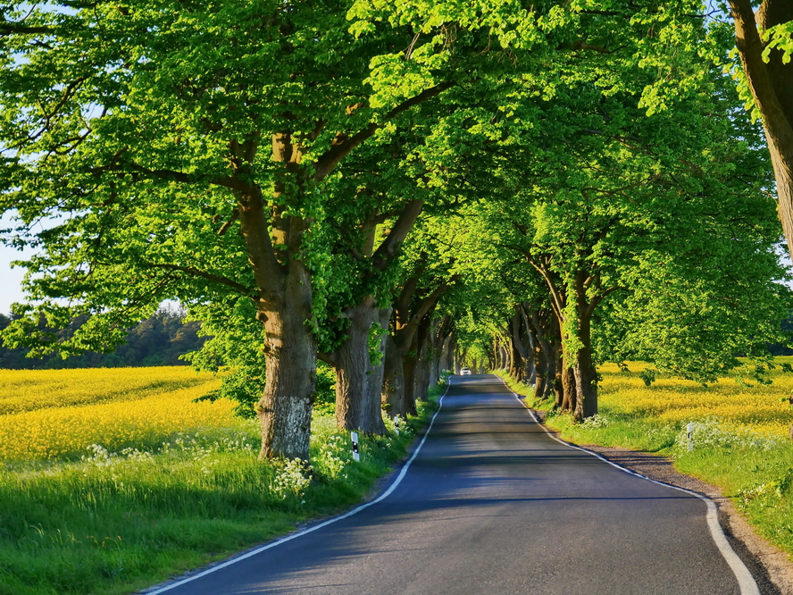 Deutsche Alleen-Straße... Foto & Bild | motive, natur Bilder auf - Alleen In Mijn Gedichten Kan Ik Wonen