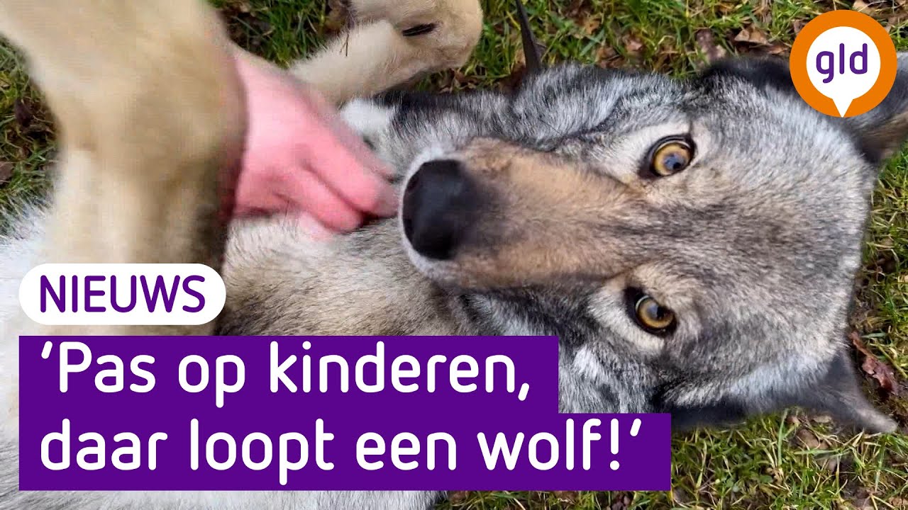 Deze hond lijkt op de wolf! 🐶🐺 - YouTube - Welk Dier Lijkt Genetisch Het Meest Op De Mens